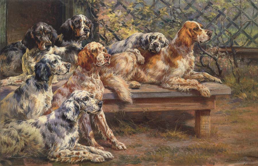 Seven English Setters